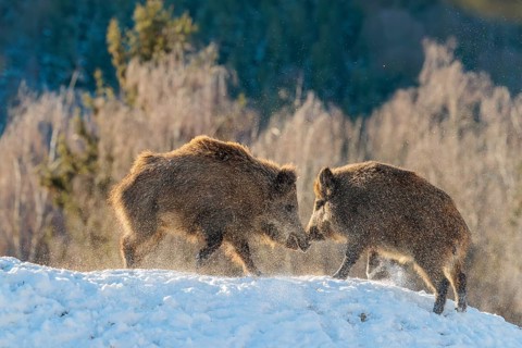 Two young wild boars (Sus scrofa) wrestle with each other in the backlight of the sun in a clearing