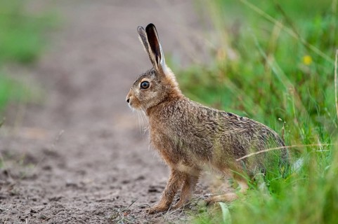 European hare, hares, hares, lagomorpha, lepus europaeus, bunny, hare, adolescent, juvenile,