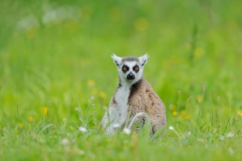 A ring-tailed lemur (Lemur catta) is sitting in a meadow, in captivity, found in Madagascar