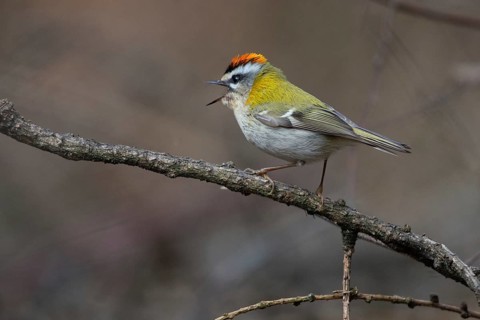 Common firecrest, golden chicken, Regulus ignicapillus, golden grouse, birds, song, passeri,