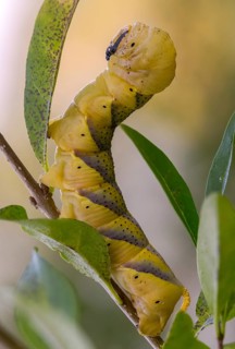 Acherontia atropos, death's-head hawkmoth, greater death's head hawkmoth, sphingidae, skull owl,