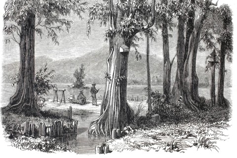 Traditional coastal life in Tahiti, French Polynesia, in the 19th century. Monumental trees in the
