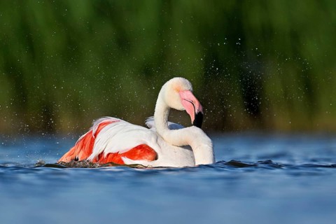 A greater flamingo (Phoenicopterus roseus) bathing in a pond, Camargue Regional Nature Park,