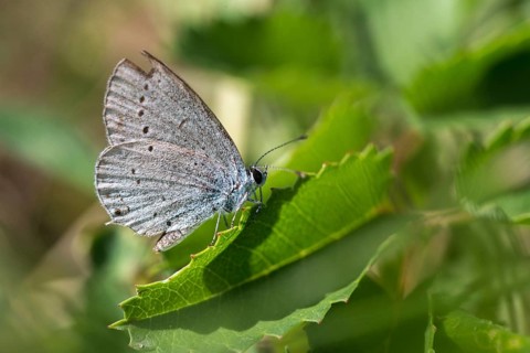 Celastrina argiolus, buckthorn blue, holly blue, blue, butterfly, insects, butterfly, butterflies,
