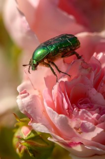Cetonia aurata, common rose beetle, shiny golden rose beetle, green rose chafer, rose chafer, rose