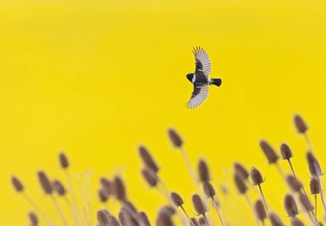 Black-throated Wheatear (Saxicola rubicola), a male flying with outstretched wings in front of a