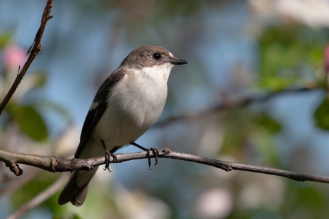 Ficedula hypoleuca, pied flycatcher, mourning snapper, mourning catcher, birds, passeri, songbirds,