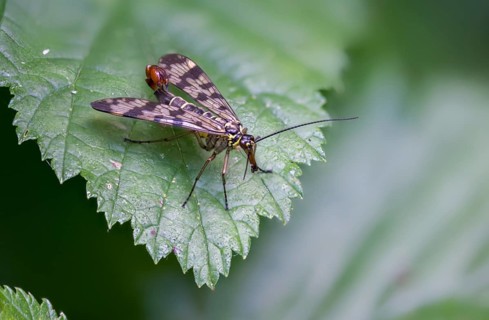 Mecoptera, Panorpa spec., beaked flies, scorpionfly spec., insects, scorpionfly