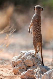Sitting meerkat (Suricatta suricata), funny, Kgalagadi Transfrontier Park, Northern Cape, South