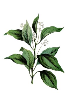 Camphor tree, camphor, Camphora officinalis, syn. Cinnamomum camphora, school picture,