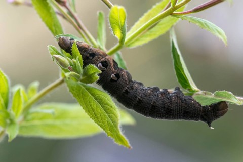 Deilephila Elpenor, medium wine swarmer, sphingidae, butterfly, elephant hawk moth, insects, large