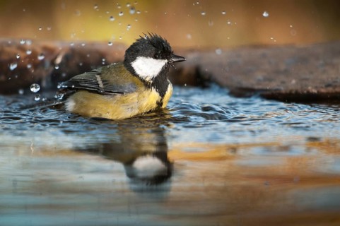 Great tit, great tit, parus major, bath, bird bath, birds, tit, passeri, songbirds, songbirds,