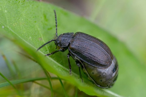 Leaf beetle, chrysomelidae, galeruca tanaceti, tansy leaf beetle, beetle, coleoptera, insects,