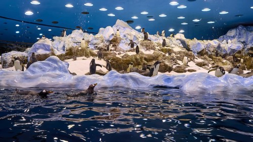 Penguin colony on snow-covered rocks with penguins in the water, Planet Penguin, Penguin