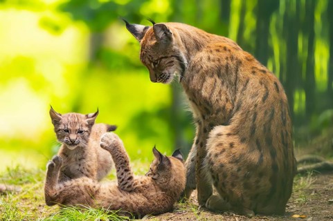 Eurasian lynx (Lynx lynx) mother with her youngsters (cubs) in a forest, Bavaria, Germany