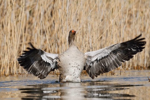 Greylag goose (Anser anser), flapping its wings, North Rhine-Westphalia, Germany