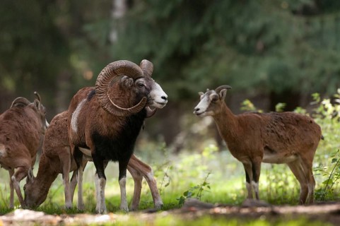 Artiodactyla, even-toed ungulate, mouflon, mouflon, mouflon, ovis gmelini musimon, cloven-hoofed,