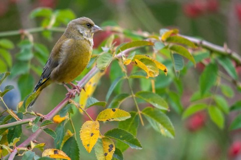 Carduelis chloris, chloris chloris, greenfinch, greenfinch, greenfinch, dog rose, pink canina,