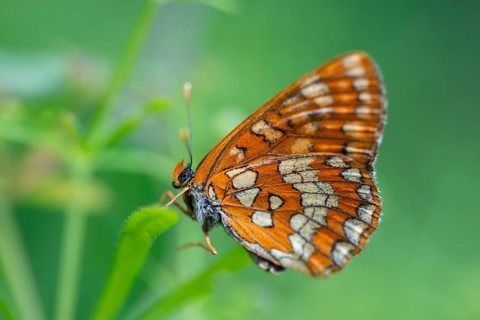 Ash moth, Euphydryas maturna, small maybird, maybird, butterfly, insects, scarce fritillary,