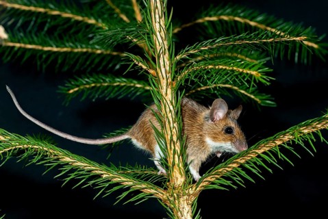 Apodemus flavicollis, yellow-necked mouse, rodents, rodentia, yellow-necked mouse, mammals, mouse,