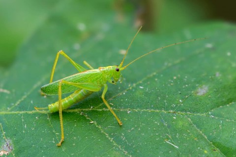 Drumming katydid, oak scare, common oak scare, meconema thalassinum, oak bush cricket,