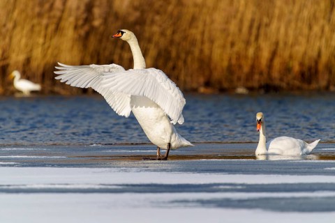 Mute swan (Cygnus olor), wildlife, Germany, two swans, one with its wings raised, in a tranquil