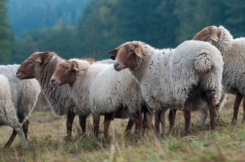 Artiodactyla, Coburg fox sheep, domestic sheep, even-toed ungulate, domestic sheep, Ovis Gmelini