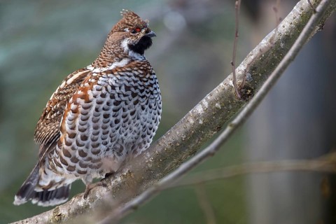 Bonasa bonasia, common hazelhen, pheasant grouse, hazel grouse, hazel hen, hazelhen, northern hazel