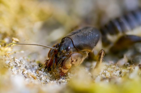 European mole cricket, grasshoppers, gryllotalpa gryllotalpa, half-devil, youth form, mole