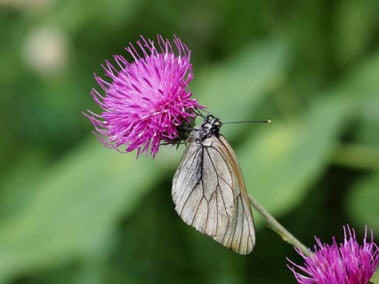 A butterfly, the black-veined white (Aporia crataegi), rests on a purple flower against a green