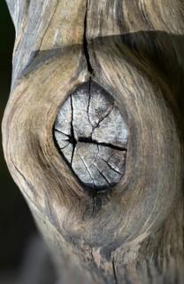 Deadwood, detail, high size, portrait format, dead wood, decay, decay