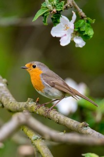 Erithacus rubecula, robin, robins, birds, high size, portrait format, passeri, songbirds, birds