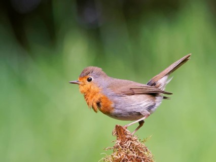 Robin (Erithacus rubecula) sitting on a mossy root, Solms, Hesse, Germany