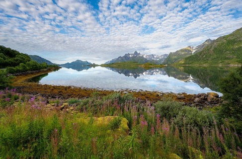 Bay with flowers, picturesque fjord landscape at Raftsund fjord, mountains reflected in water,