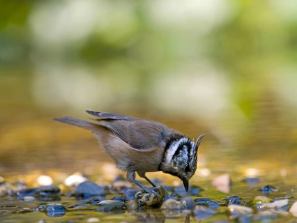 A crested tit (Parus cristatus) is standing on a gravel bank in shallow water, drinking, Hesse,