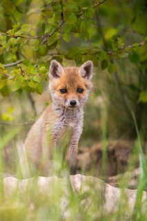 Carnivora, predators, red fox, vulpes vulpes, fox, adolescent, high size, portrait, juvenile,