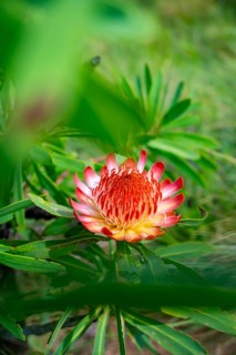 Red Flower, Protea, Drakensberg, South Africa