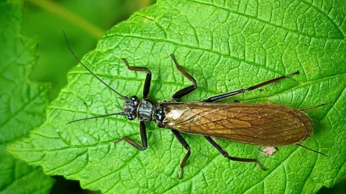 A close-up of a fringed stonefly (Perla marginata) perched on a large green leaf, Steinachklamm,