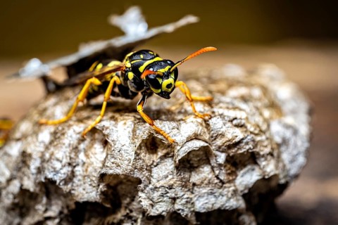 Close-up of a single wasp on a textured nest, field wasps on their fallen nest near Herleshausen,