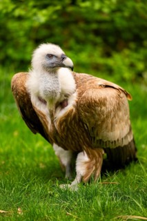 Griffon Vultures (Gyps fulvus) walking on a meadow in spring, bavaria, Germany