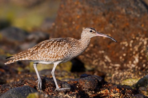 Whimbrel (Numenius phaeopus), Fuerteventura, Canary Islands, Spain