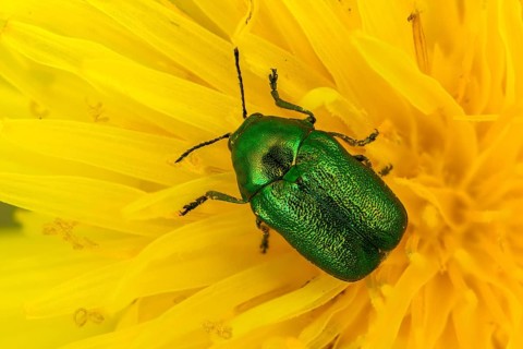 Leaf beetle, chrysomelidae, cryptocephalinae, cryptocephalus aureolus, golden-greenblue pot beetle,