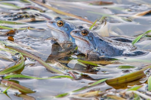 Blue moor frog (Rana arvalis) mating in the moor, Goldenstedter Moor, Lower Saxony, Germany