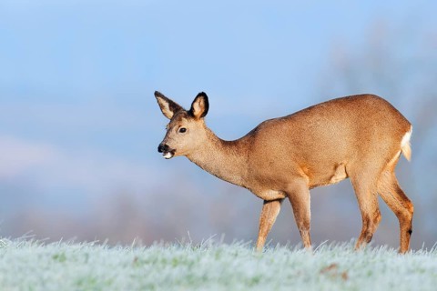 European roe deer (Capreolus capreolus), doe standing in a meadow with hoarfrost, Lower Saxony,