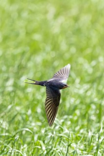 The swallow glides through the air with outstretched wings over meadows, a barn swallow (Hirundo