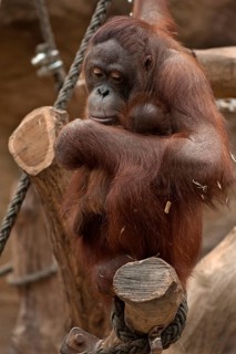 Urangutan (Pongo pygmaeus) with her cub in her arms, captive, Germany