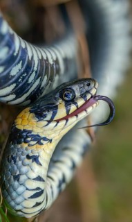 Grass snake, Natrix Natrix, grass snake, startle, thanatosis, death reflex, apparent death, high