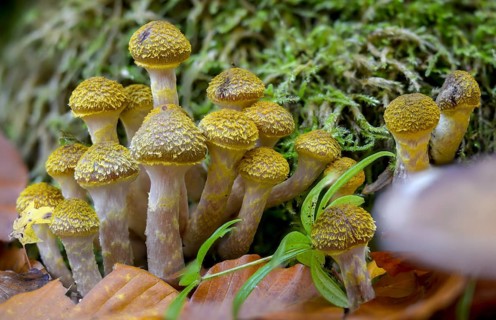 Armillaria mellea, Armillariella cerasi, Armillariella mellea, Armillariella nigritula, golden