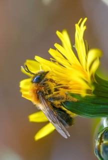 Andrena bicolor, Andrena Gwynan, Gwynne's mining bee, hymenoptera, sand bee, bicolor sand bee,