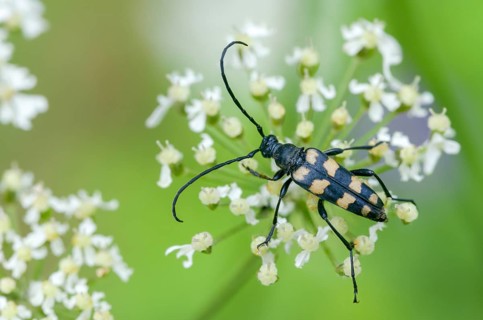Cerambycidae, four-banded longhorn beetle, leptura quadrifasciata, strangalia quadrifasciata,